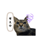 キジ猫の日常スタンプ（個別スタンプ：12）