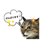 キジ猫の日常スタンプ（個別スタンプ：13）