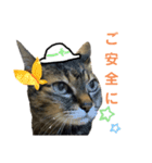キジ猫の日常スタンプ（個別スタンプ：14）