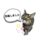 キジ猫の日常スタンプ（個別スタンプ：15）