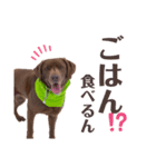 チョコラブのちょこらん3（個別スタンプ：13）