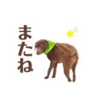 チョコラブのちょこらん3（個別スタンプ：19）