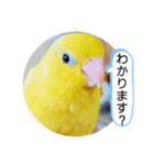 マメルリハ達2（個別スタンプ：2）