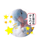 マメルリハ達2（個別スタンプ：8）
