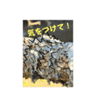 裏山の地衣類（個別スタンプ：37）