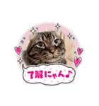 ステッチ君1（個別スタンプ：12）