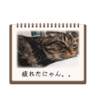 ステッチ君1（個別スタンプ：13）