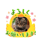 ステッチ君1（個別スタンプ：14）