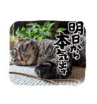 ステッチ君1（個別スタンプ：15）