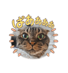 ステッチ君1（個別スタンプ：21）