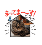 ステッチ君1（個別スタンプ：36）