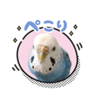 プーのLINEスタンプ（個別スタンプ：1）