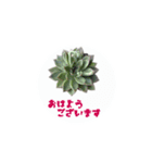 多肉植物スタンプ1（個別スタンプ：1）