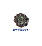 多肉植物スタンプ1（個別スタンプ：2）