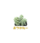 多肉植物スタンプ1（個別スタンプ：5）