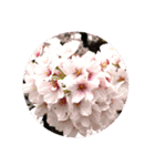 flower version（個別スタンプ：1）