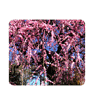 flower version（個別スタンプ：6）