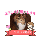 シェルティアシュのスタンプ2（個別スタンプ：4）