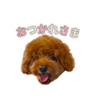 トイプードルのルーディ ❷（個別スタンプ：1）