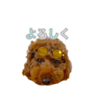 トイプードルのルーディ ❷（個別スタンプ：5）
