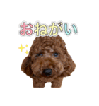 トイプードルのルーディ ❷（個別スタンプ：7）