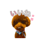 トイプードルのルーディ ❷（個別スタンプ：8）