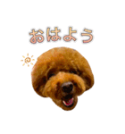 トイプードルのルーディ ❷（個別スタンプ：9）