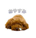 トイプードルのルーディ ❷（個別スタンプ：10）
