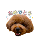 トイプードルのルーディ ❷（個別スタンプ：11）