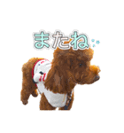 トイプードルのルーディ ❷（個別スタンプ：12）