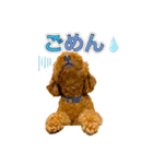 トイプードルのルーディ ❷（個別スタンプ：13）