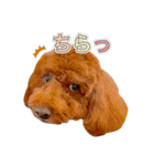 トイプードルのルーディ ❷（個別スタンプ：15）