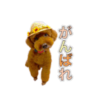 トイプードルのルーディ ❷（個別スタンプ：17）