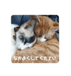 こばんとぽんずは猫界で一番可愛い（個別スタンプ：1）