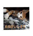 こばんとぽんずは猫界で一番可愛い（個別スタンプ：4）