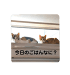 こばんとぽんずは猫界で一番可愛い（個別スタンプ：10）