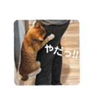 こばんとぽんずは猫界で一番可愛い（個別スタンプ：14）