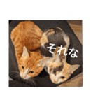 こばんとぽんずは猫界で一番可愛い（個別スタンプ：15）