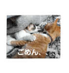 こばんとぽんずは猫界で一番可愛い（個別スタンプ：17）