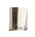 こばんとぽんずは猫界で一番可愛い（個別スタンプ：19）