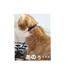 こばんとぽんずは猫界で一番可愛い（個別スタンプ：21）