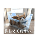 こばんとぽんずは猫界で一番可愛い（個別スタンプ：23）