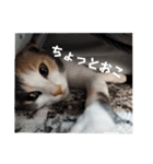 こばんとぽんずは猫界で一番可愛い（個別スタンプ：25）