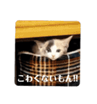 こばんとぽんずは猫界で一番可愛い（個別スタンプ：27）