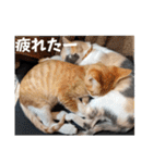 こばんとぽんずは猫界で一番可愛い（個別スタンプ：28）