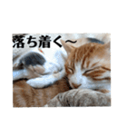 こばんとぽんずは猫界で一番可愛い（個別スタンプ：29）