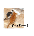 こばんとぽんずは猫界で一番可愛い（個別スタンプ：31）