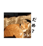 こばんとぽんずは猫界で一番可愛い（個別スタンプ：36）