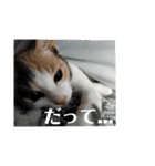 こばんとぽんずは猫界で一番可愛い（個別スタンプ：37）