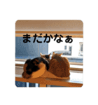 こばんとぽんずは猫界で一番可愛い（個別スタンプ：40）